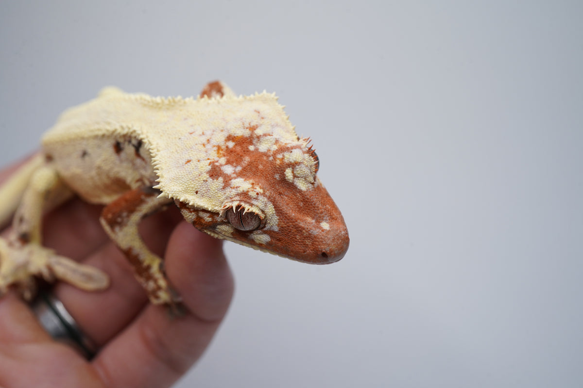 Rough Scale Sable Tricolor LW Boy - ALMOST RTB