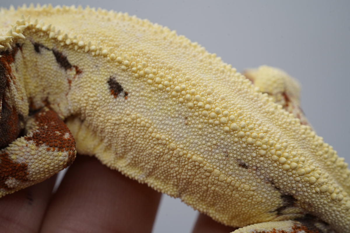 Rough Scale Sable Tricolor LW Boy - ALMOST RTB