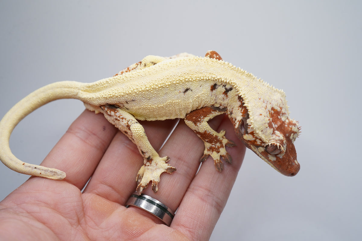 Rough Scale Sable Tricolor LW Boy - ALMOST RTB
