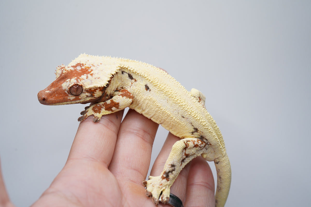 Rough Scale Sable Tricolor LW Boy - ALMOST RTB