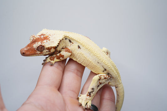 Rough Scale Sable Tricolor LW Boy - ALMOST RTB