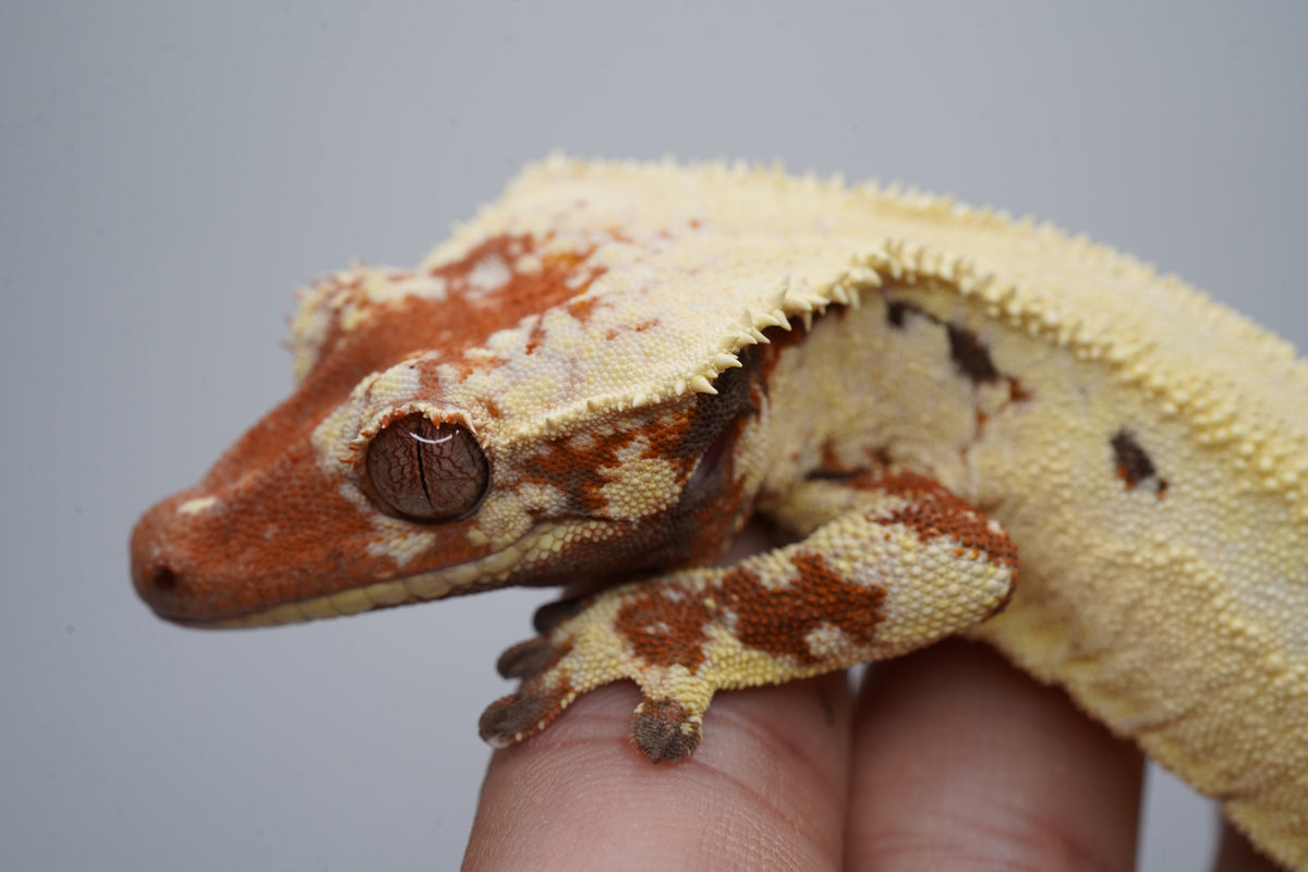 Rough Scale Sable Tricolor LW Boy - ALMOST RTB