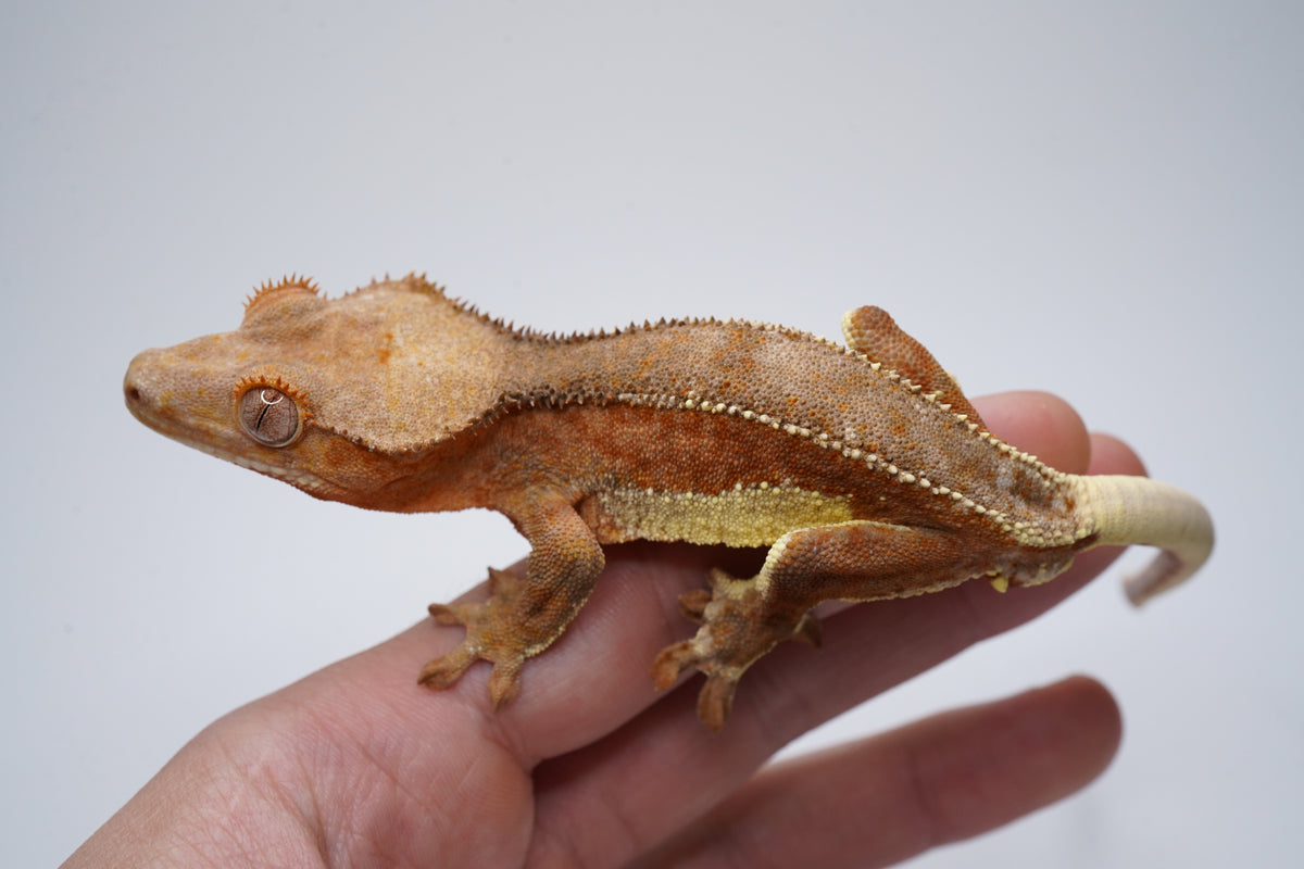 Strawberry Blonde Phantom Lilly White - Great Structure