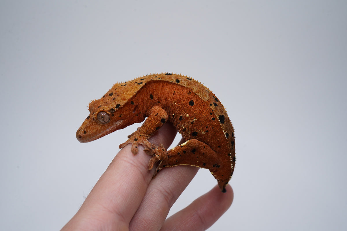 Red Base Phantom Tiger Superdal