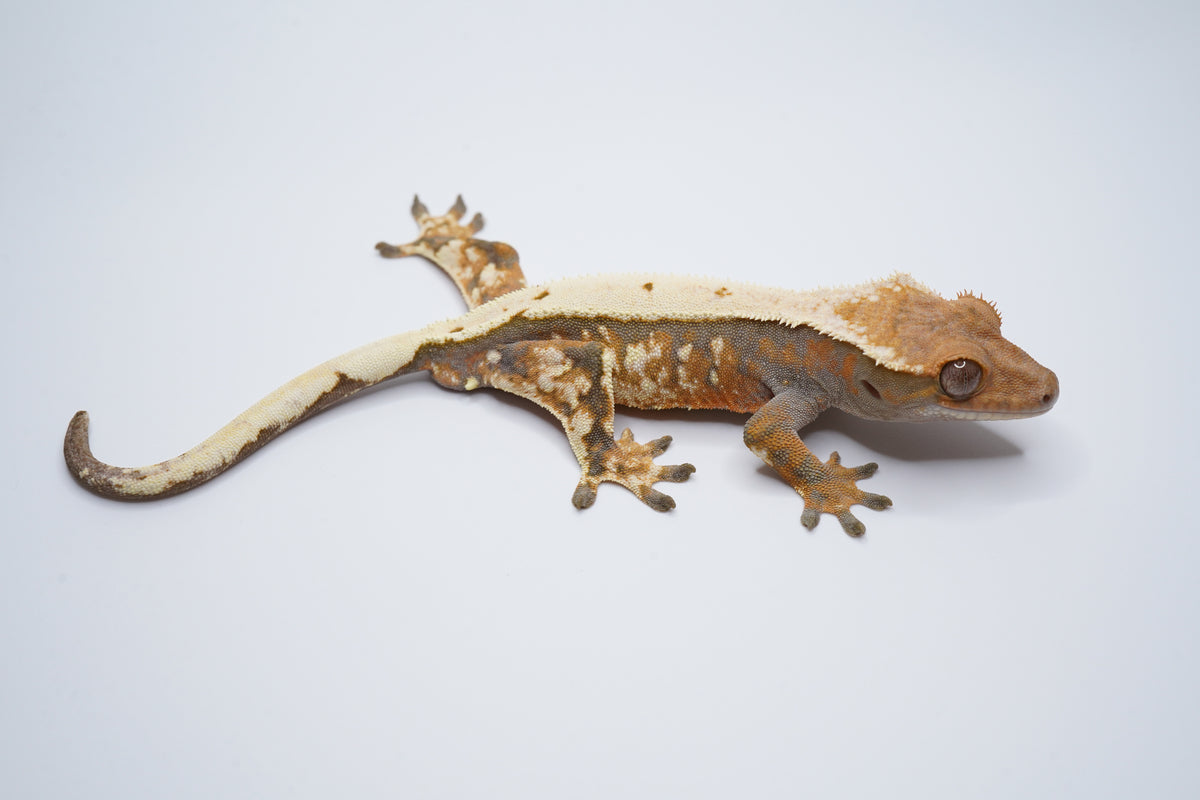 Whitewall Tricolor Sable Boy