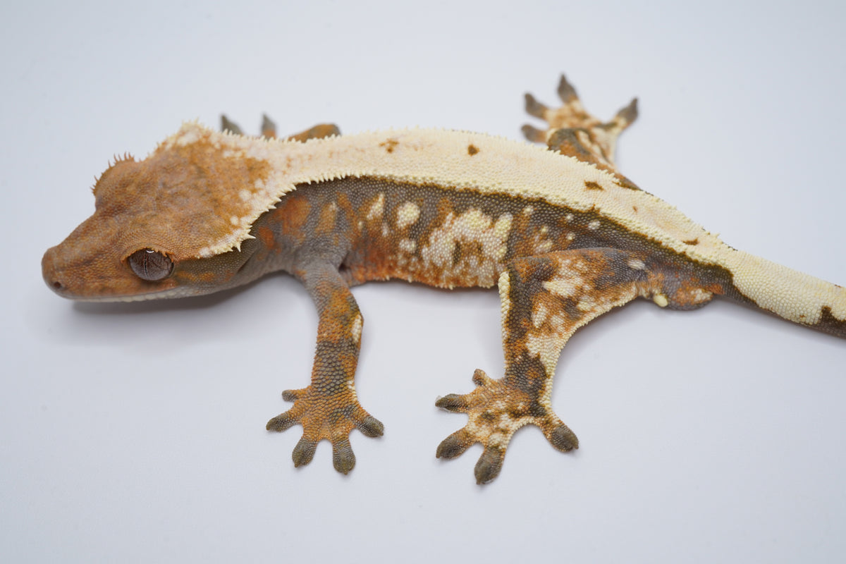 Whitewall Tricolor Sable Boy