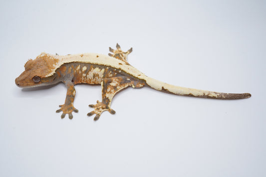 Whitewall Tricolor Sable Boy
