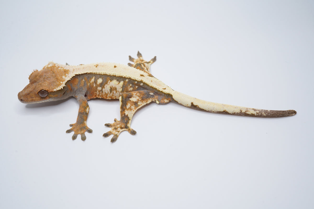 Whitewall Tricolor Sable Boy