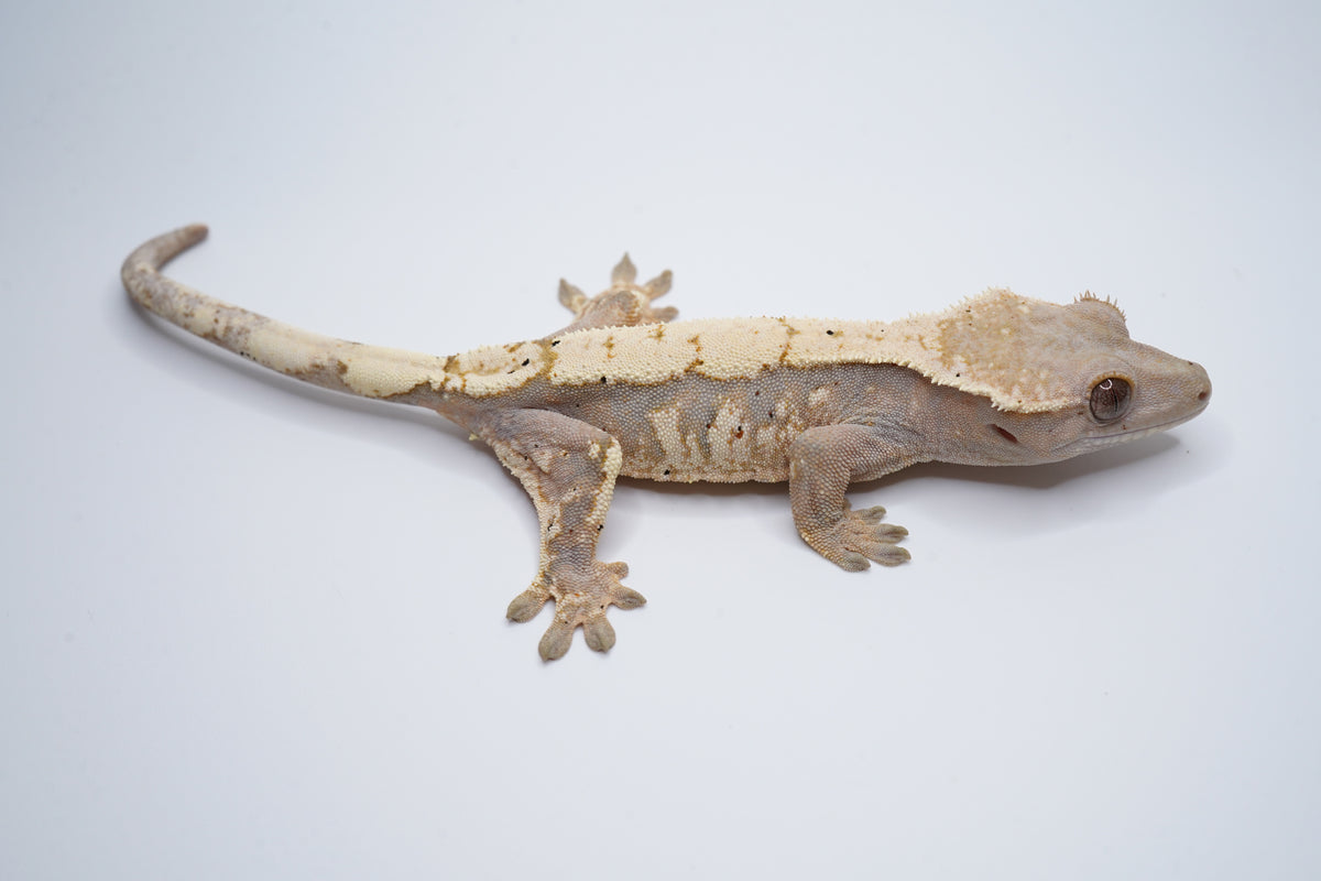 Hypo Whitewall Tricolor Sable F