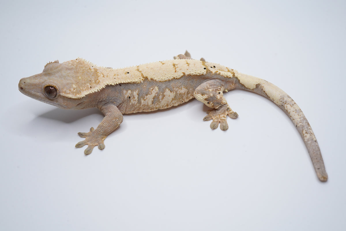 Hypo Whitewall Tricolor Sable F