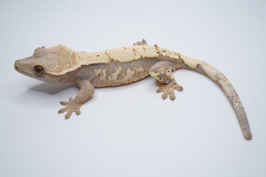Hypo Whitewall Tricolor Sable F