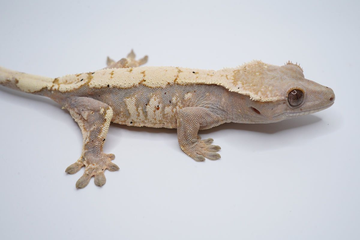 Hypo Whitewall Tricolor Sable F