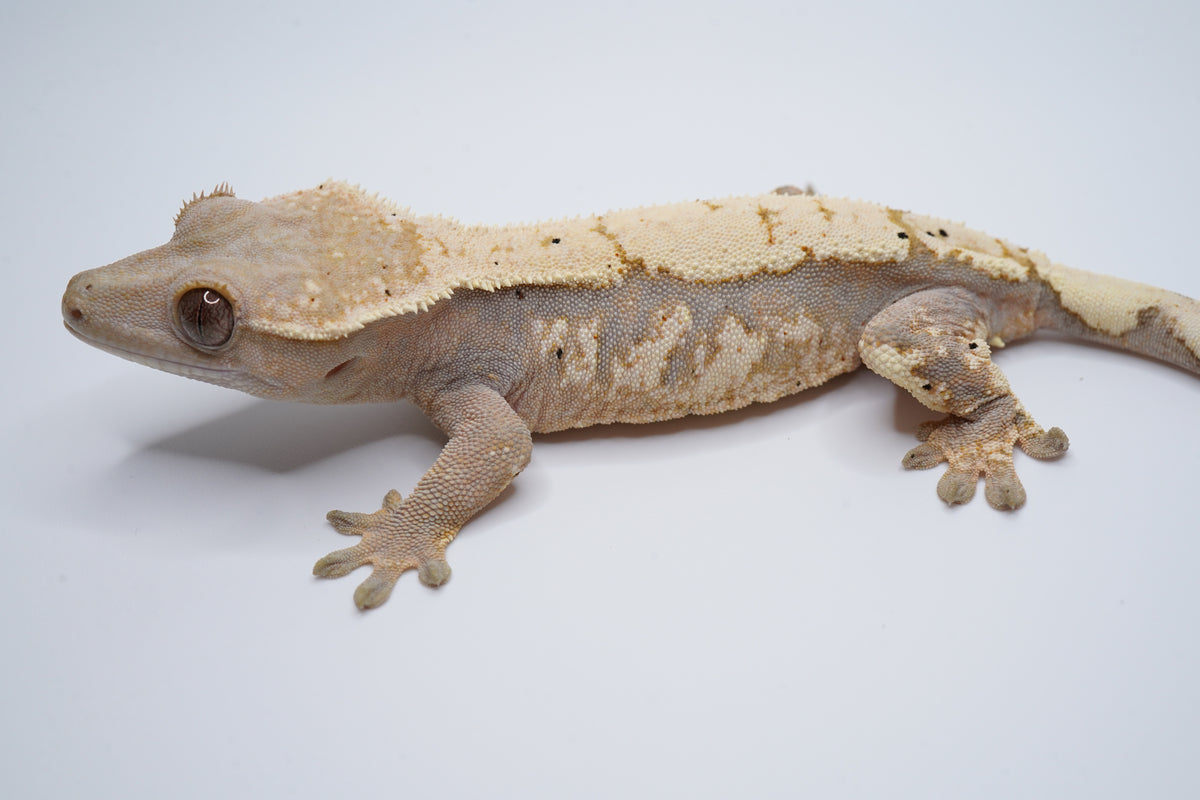 Hypo Whitewall Tricolor Sable F