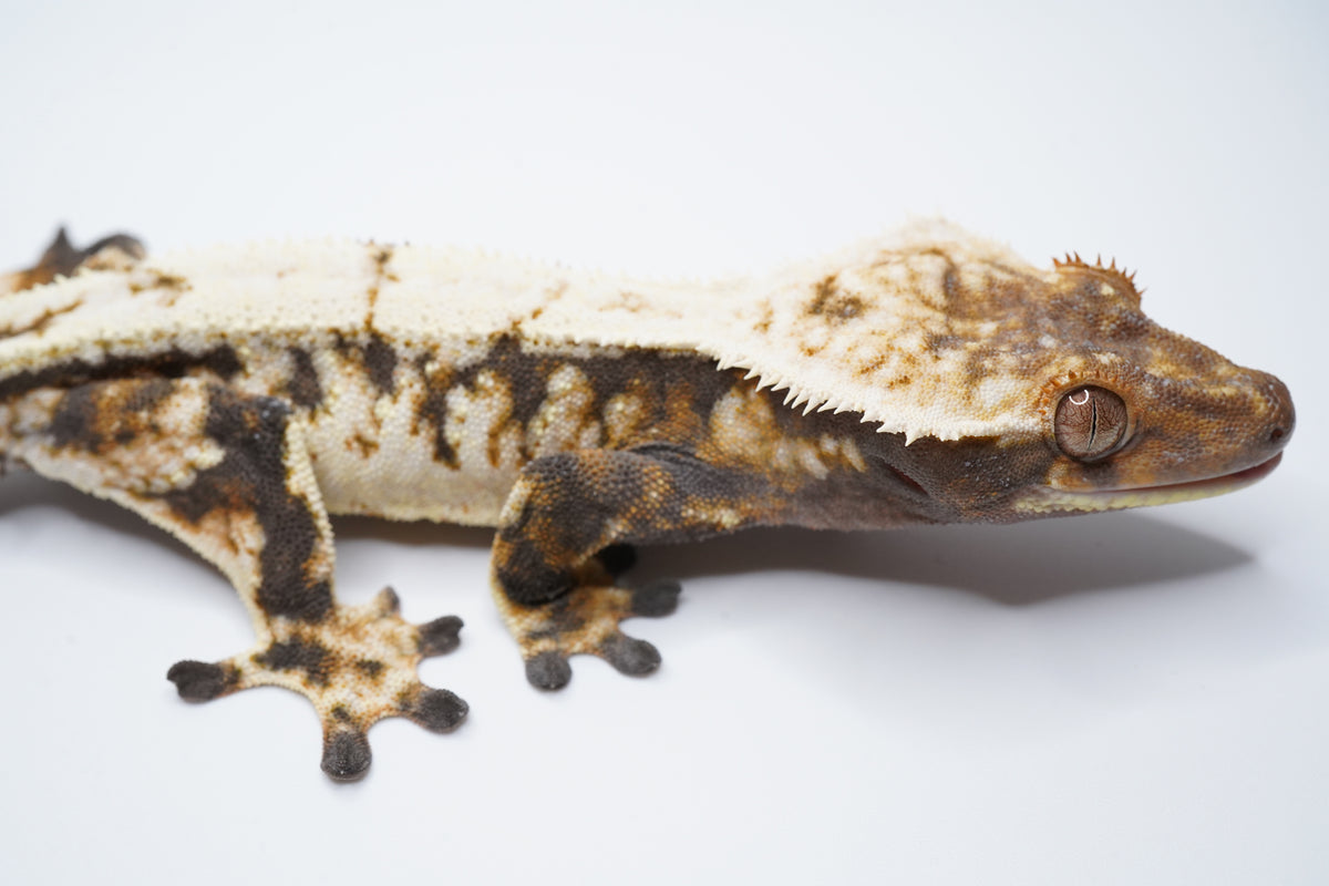 RTB High White Wall Sable Male - Spotless