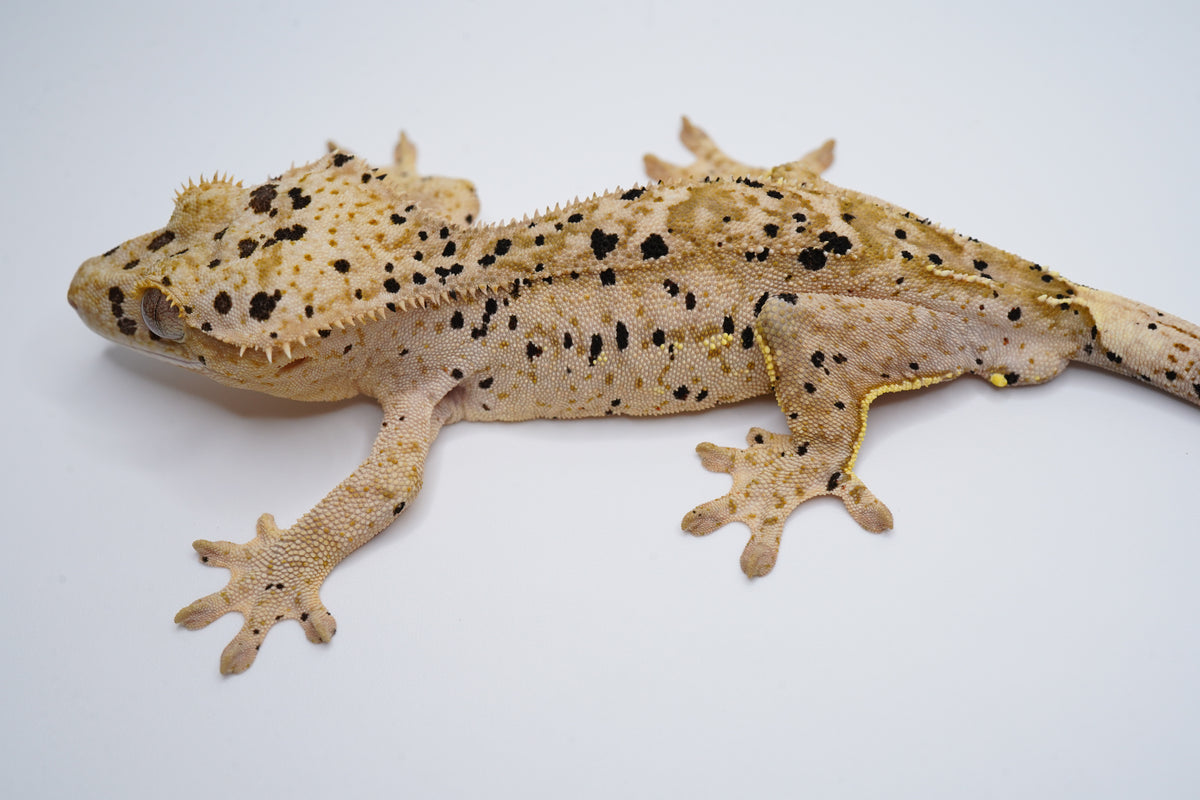 Yellow Base Hypo Phantom Tiger Superdal