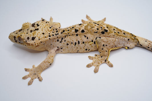 Yellow Base Hypo Phantom Tiger Superdal