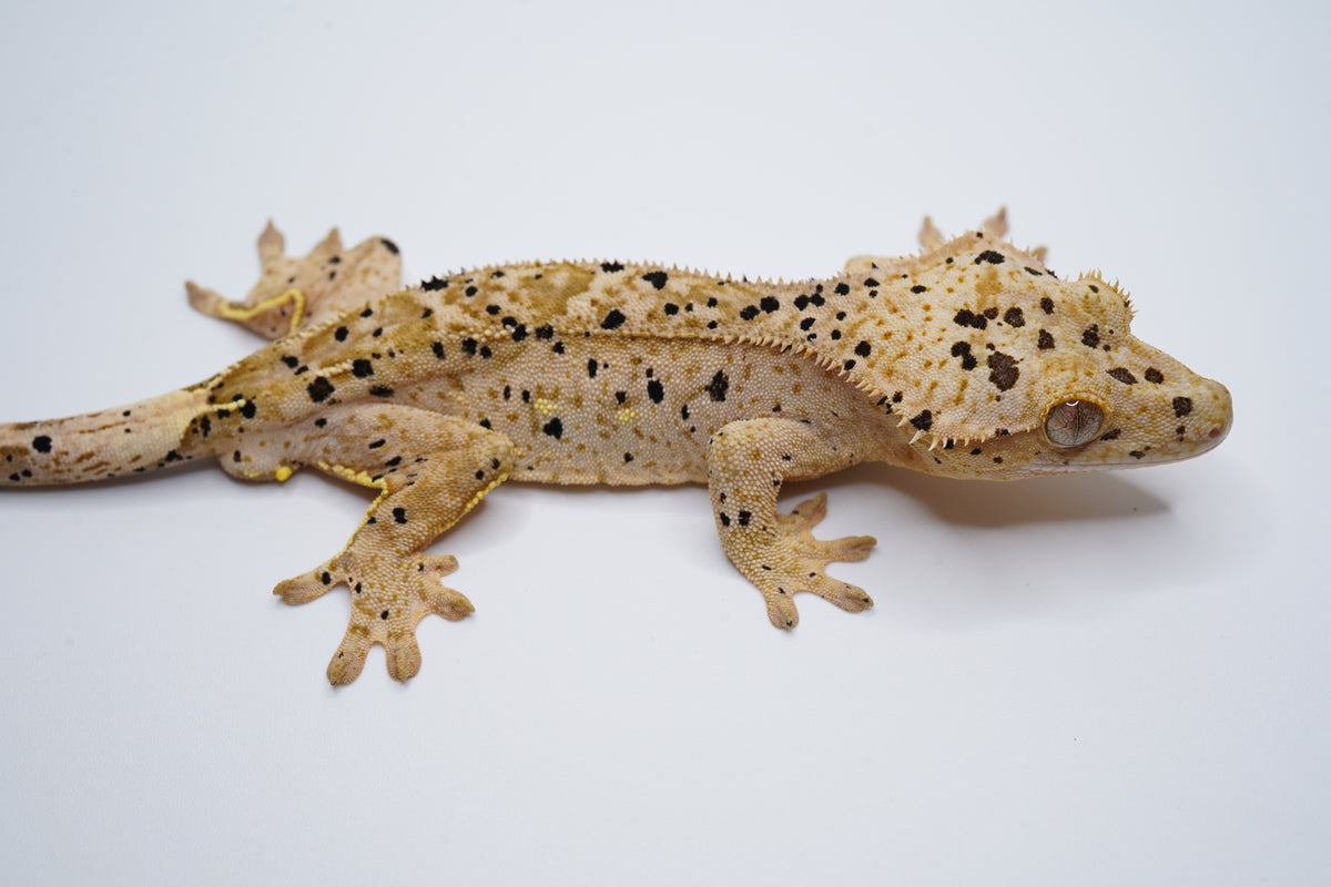 Yellow Base Hypo Phantom Tiger Superdal