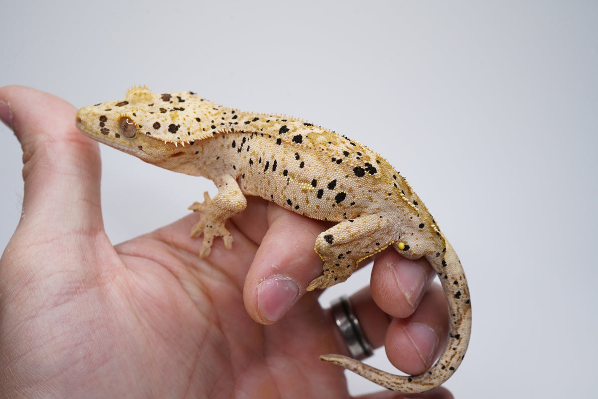 Yellow Base Hypo Phantom Tiger Superdal