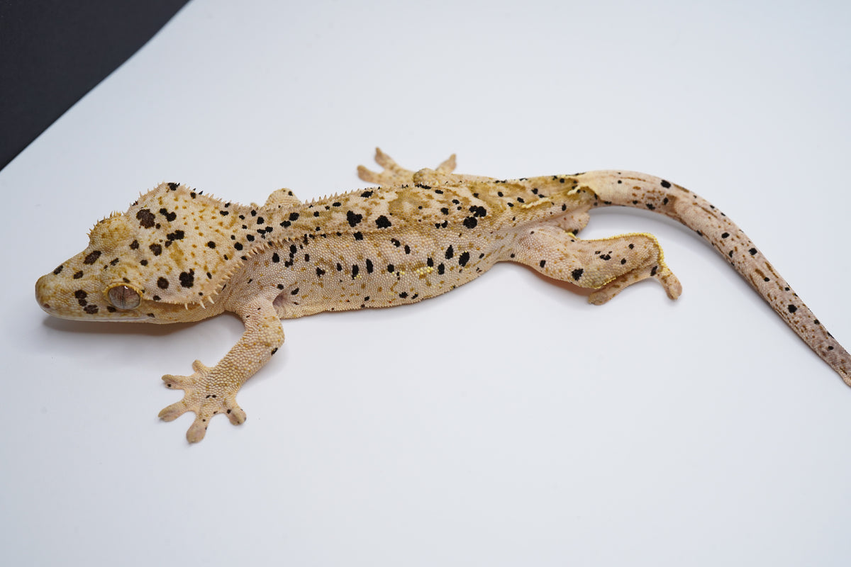 Yellow Base Hypo Phantom Tiger Superdal