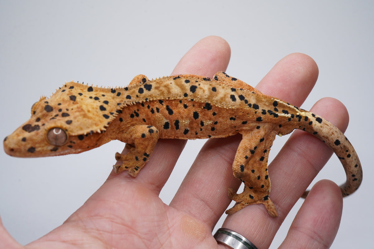 Strawberry Blonde Phantom Tiger Superdal Boy